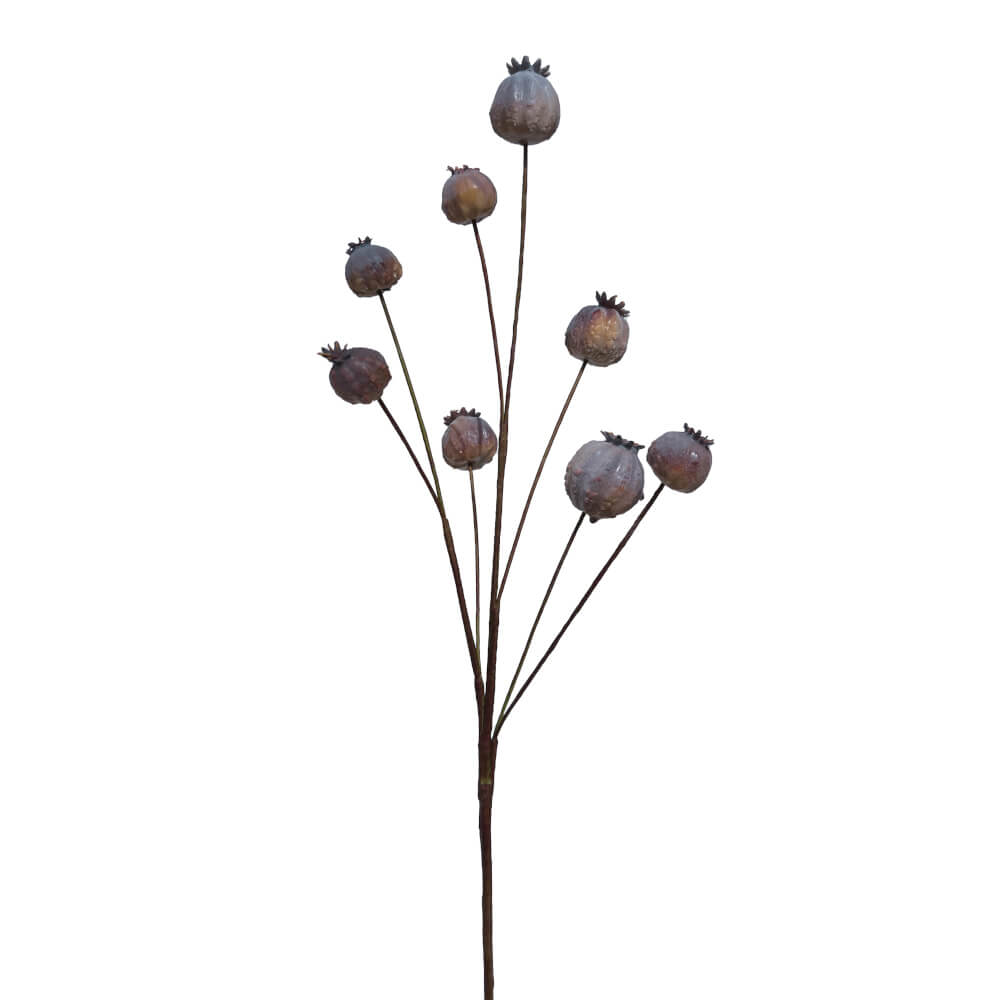 Pavot Marron | Jolies Trouvailles
